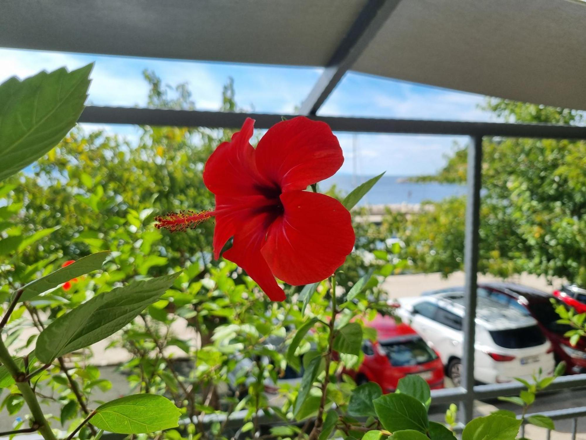Apartman Ruza Podgora Exterior photo